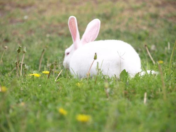 Мой кролик не будет есть сено: советы, как помочь вашему кролику есть сено