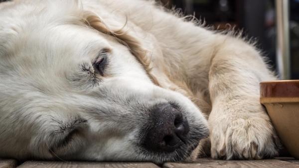 Может ли собака получить слабоумие? - Что такое когнитивная дисфункция у собак (CCD)?