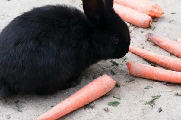 Кормление карликового кролика: рекомендуемый корм для кроликов