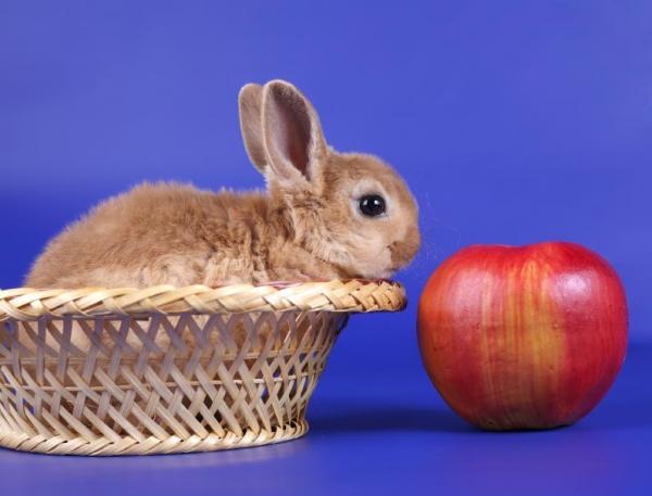 Кормление карликового кролика - Как кормить карликового кролика?