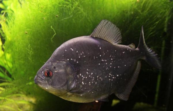 Пираньи как домашние животные: общие рекомендации и советы - Redeye Piranha