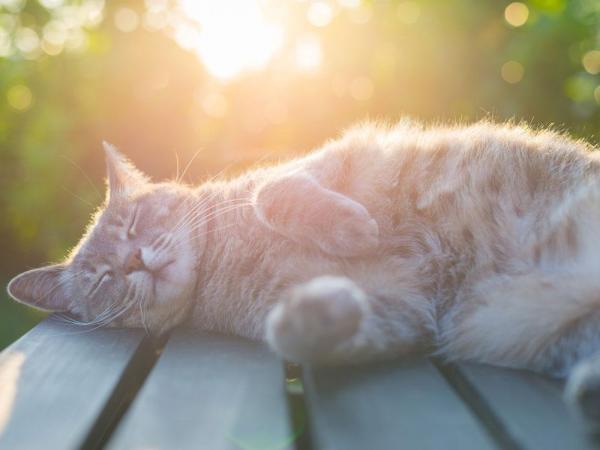 Почему кошки любят солнце?