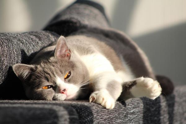 Почему кошки любят солнце? - Почему кошки любят лежать на солнце?