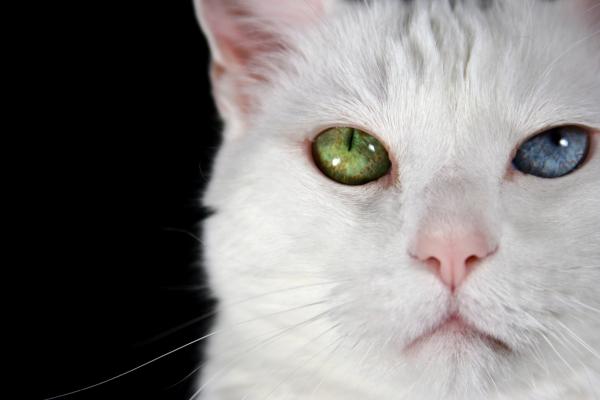 Почему у некоторых кошек глаза разных цветов? - Связан ли цвет шерсти со странными глазами кошек?