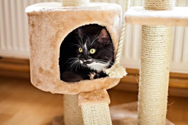 Почему уши моей кошки такие длинные? - Что произойдет, если вы порежете кошачьи усы?