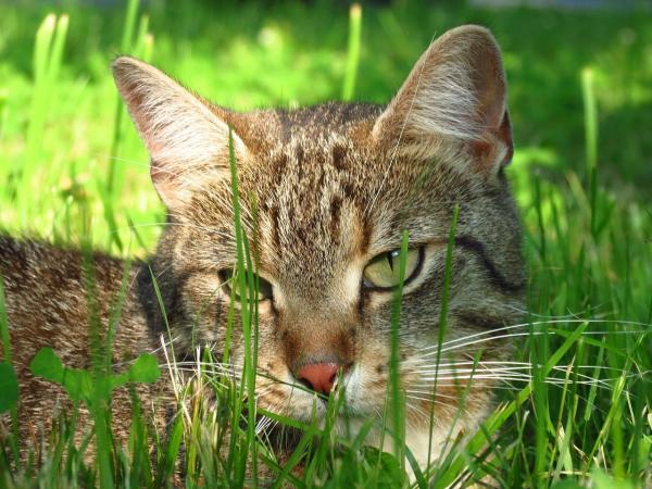 Почему уши моей кошки такие длинные? - Кошачьи усы отрастают?