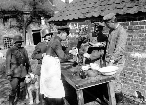 Происхождение немецкой овчарки: история и забавные факты - Немецкая овчарка во время войны