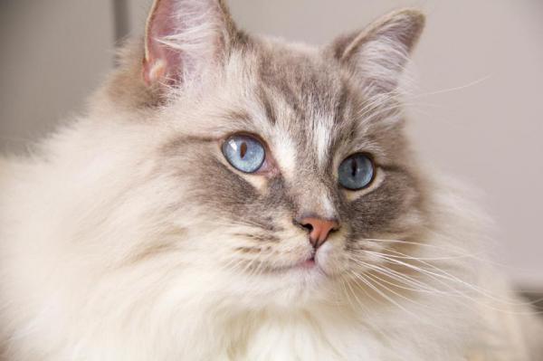 Ragdoll кошки проблемы со здоровьем