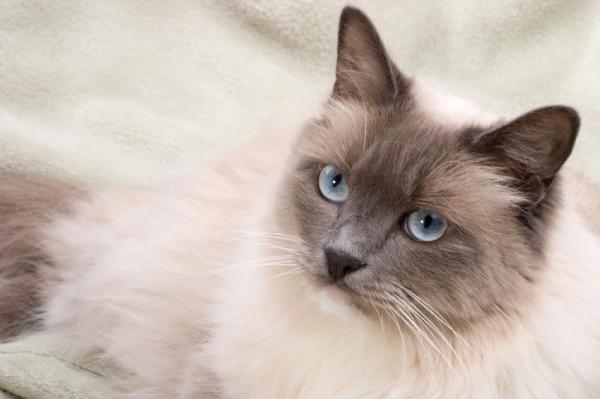 Проблемы со здоровьем у кошек Ragdoll: шерстяные шарики и проблемы с пищеварением у кошек Ragdoll