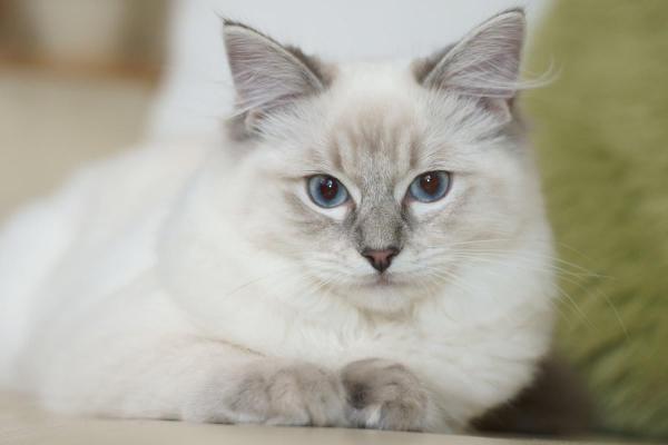 Проблемы со здоровьем у кошек Ragdoll - Гипертрофическая кардиомиопатия у кошек Ragdoll