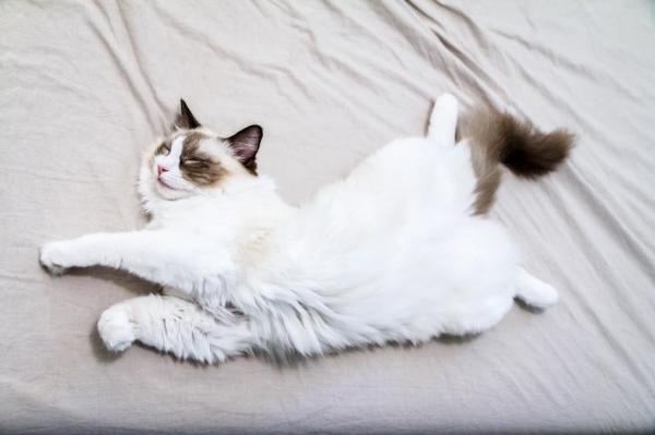 Проблемы со здоровьем у кошек Ragdoll - Ожирение у кошек Ragdoll