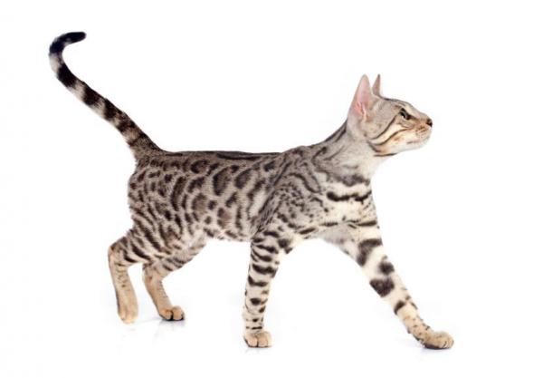 Различия между бенгальскими кошками и леопардовыми кошками - Подробнее о бенгальских кошках