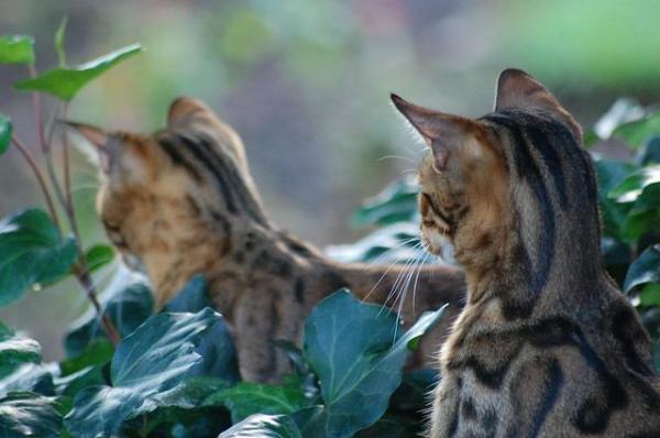 Различия между бенгальскими и леопардовыми кошками: что едят леопардовые кошки?
