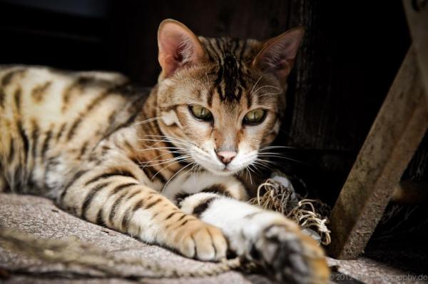 Различия между бенгальскими кошками и леопардовыми кошками: как поживает бенгальская кошка?