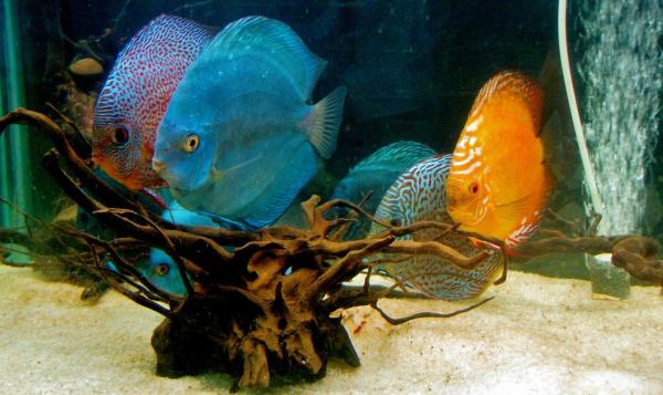 Рыбы гоняются друг за другом - Все возможные причины - 4. Пространство и территориальность