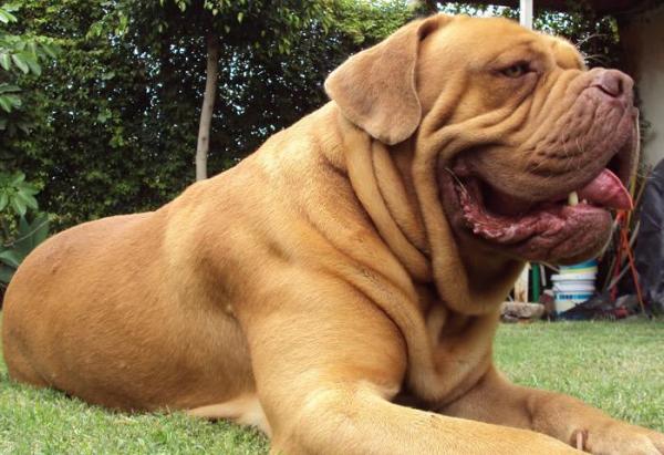 Список самых красивых крупных пород собак - Древняя крупная порода собак: Dogue De Bordeaux