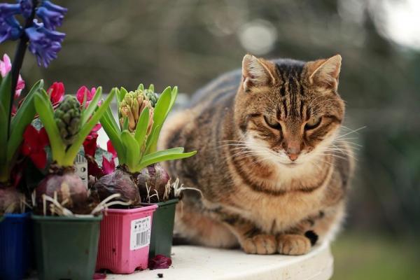 Советы, чтобы собачка и кошка ладили: познакомьтесь с собакой и кошкой