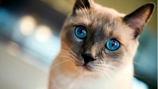 Типы сиамских кошек: сиамские кошки и их индивидуальность