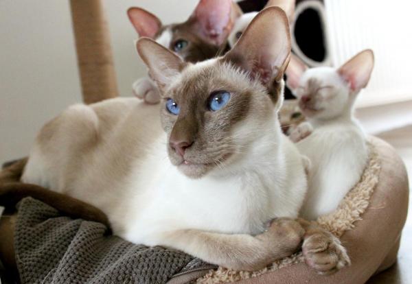 Типы сиамских кошек: светлые сиамские кошки