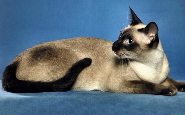 Типы сиамских кошек: темные сиамские кошки