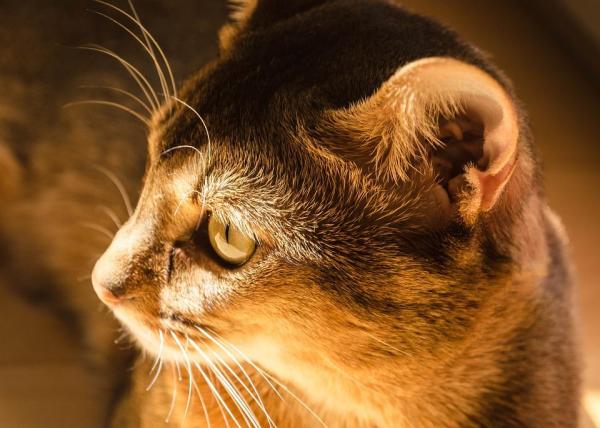 Удивительные породы египетских кошек