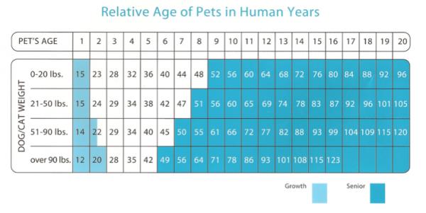Возраст собаки в человеческих годах: подсчитайте годы собаки