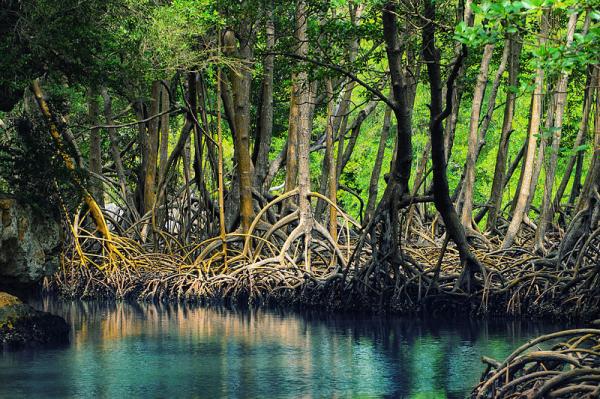 Вымирающие животные мангровых лесов