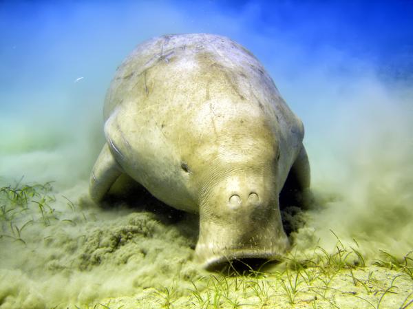 Вымирающие животные из мангровых лесов - Dugong