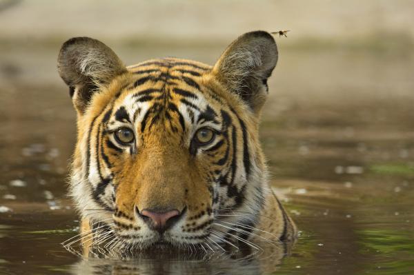 Вымирающие животные мангровых лесов - бенгальский тигр