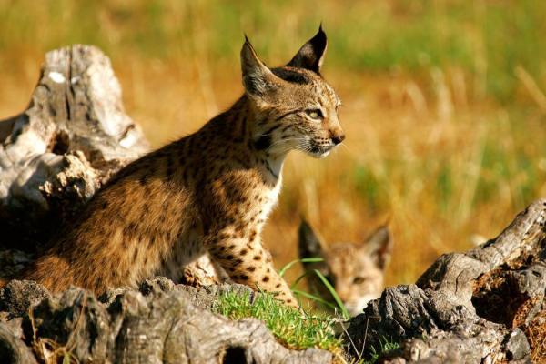 Животные Пиренейского полуострова. Какие животные на Пиренейском полуострове находятся под угрозой исчезновения?