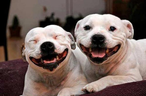 10 мифов о Pit Bulls - 9. Все Pit Bulls сражаются с другими собаками