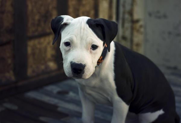 10 мифов о Pit Bulls - 1. Все Pit Bulls злые и опасные