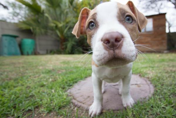 10 мифов о Pit Bulls - 4. У Pit Bulls сила укуса 1600 фунтов на квадратный дюйм