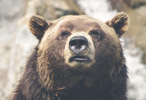10 самых опасных животных в Канаде: медведи гризли нападают на людей?