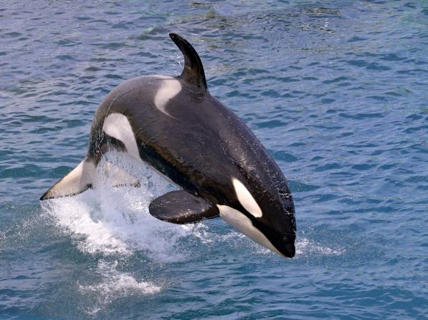 10 самых опасных животных в Канаде: смертельные ли киты-убийцы?