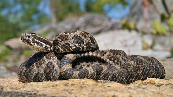 10 самых опасных животных в Канаде: есть ли в Канаде ядовитые змеи?