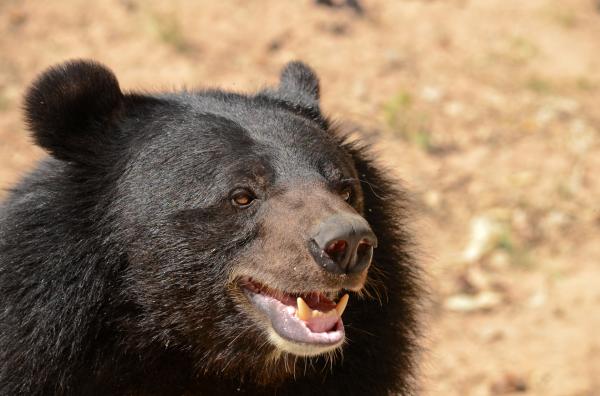 10 самых опасных животных в Канаде: чёрные медведи опасны для человека?