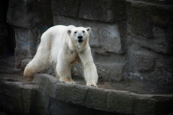 10 самых опасных животных в Канаде: насколько опасны белые медведи?