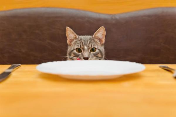12 вещей, которые сводят кошек с ума - 10. Очень холодная еда