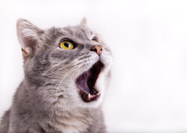 12 вещей, которые сводят кошек с ума - 2. Шумная обстановка