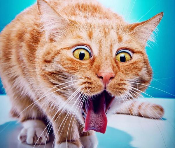 12 вещей, которые сводят кошек с ума - 6. Принимайте лекарства