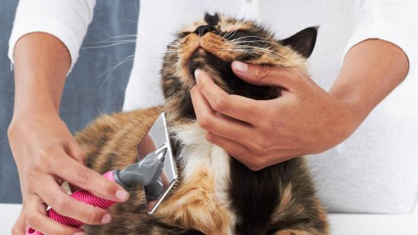 12 вещей, которые сводят кошек с ума - 7. Отсутствие гигиены