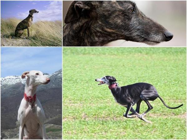 4 самые быстрые породы собак в мире - Galgo español