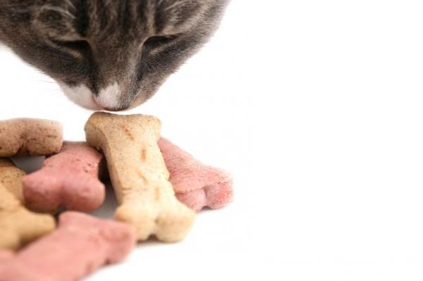 7 самых больших ошибок, которые владельцы кошек делают впервые - 2. Пренебрежение кошачьим образованием