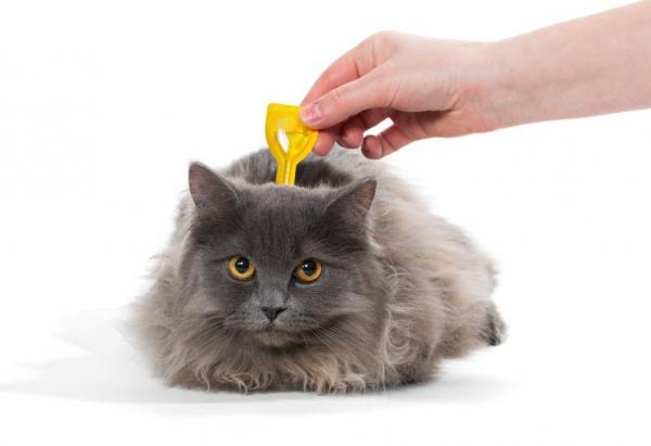 7 самых больших ошибок, которые делают владельцы кошек в первый раз - 4. Не вакцинируйте и не глистайте кошку