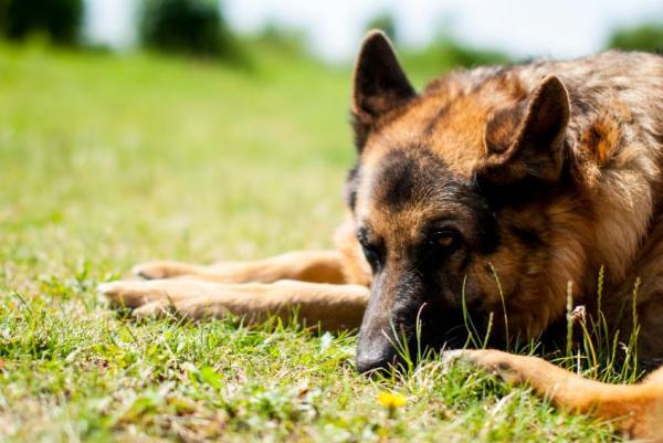 Артроз у собак. Симптомы и лечение. Что такое остеоартрит у собак?