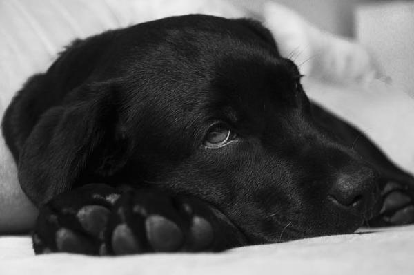Артроз у собак. Симптомы и лечение. Что вызывает остеоартрит у собак?