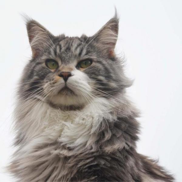 Береги кошку мейн кун