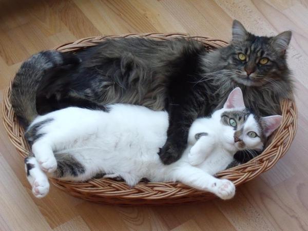 Уход за кошкой мейн-кун - Жизнь с кошкой мейн-кун