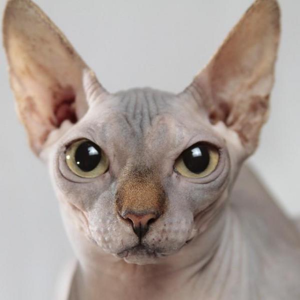 Береги кошку сфинкса